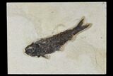 Fossil Fish (Knightia) - Green River Formation #113996-1